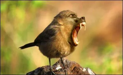 Pour finir, trouvez le nom du zoziau !