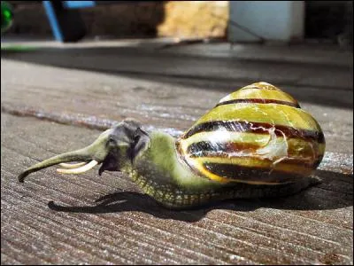 Je ne vous dirai pas lequel, mais l'un des deux en a bavé !