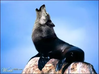 Venez hurler avec la meute !