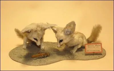 À quel(s) groupe(s) les fennecs appartiennent-ils ?
