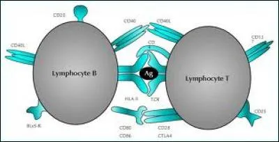 Quelles cellules fabriquent des anticorps ?