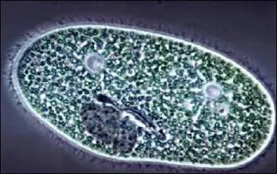 Lesquels de ces micro-organismes peuvent être à l'origine d'une infection ?
