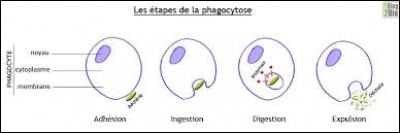 Lesquelles de ces affirmations sont vraies, concernant la phagocytose ?