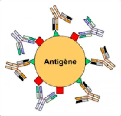 Cochez les affirmations FAUSSES concernant les anticorps.