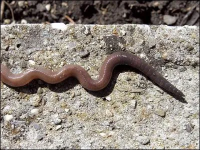 Mon premier n'est pas court, mon second peut aussi être de broc, mon tout aère nos jardins !