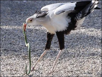 Mon premier est utile, mon second fait du bruit, mon troisième vous demande (poliment) de la fermer, mon tout est un rapace !