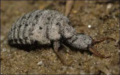 Un acteur peut faire mon premier, mon second est troisième dans la gamme, mon troisième effraie le gnou, mon tout est la larve d'un insecte appelé ...