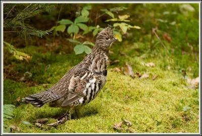 Mon premier ne réchauffe pas, mon second est à la mode, mon troisième contient les cadeaux de Noël, mon tout est un oiseau !