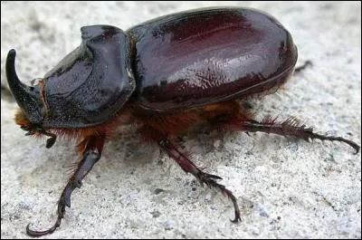 On peut danser sur mon premier, mon second mettait les Egyptiens à genoux, mon troisième vous laisse la bouche ouverte, mon tout est un insecte !
