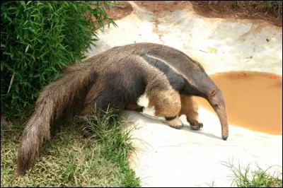 Mon premier est à toi, mon second est à moi, il ne fait pas clair dans mon troisième, mon tout a la langue collante !