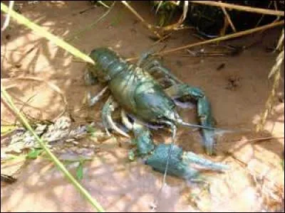 Mais oui, je suis dérangée et je l'assume ! Quel mot doit aller en association avec l'illustration ?