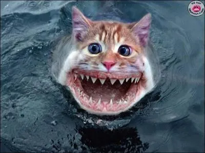 A quel film peut vous faire penser cette photo ?