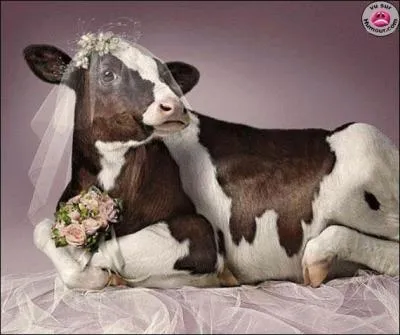 A quel film peut vous faire penser cette photo ?