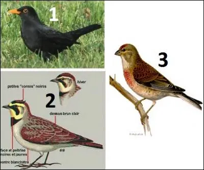 De quel oiseau avez-vous la tête si vous manquez de mémoire ?