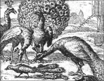 Qui se pare des plumes du paon afin d'en mettre plein la vue ?