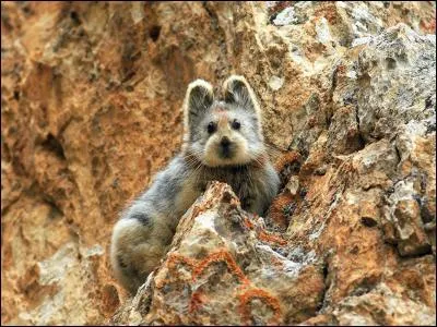 Je m'appelle « Ili Pika » et on ne me voit que très rarement. Ma population est estimée à 1000 individus et je suis en voie de disparition. J'ai un air de famille avec un animal plus connu. Lequel ?