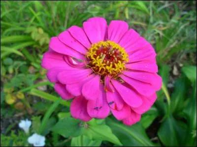 Je suis fier d'embellir vos jardins avec mes couleurs variées allant du rouge au jaune en passant par l'orange et le rose. J'adore le plein soleil, sans doute mes origines mexicaines. Sachez aussi que j'aime attirer les papillons. M'avez-vous reconnu ?