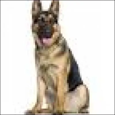 Quel est le pays d'origine du berger allemand ?