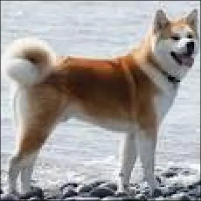 Quelle est l'origine de ce chien ? Il est originaire...