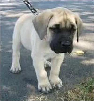 Quelle est l'espérance de vie d'un mastiff ?