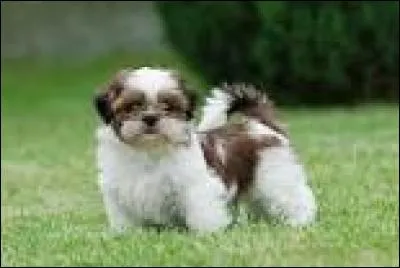 Quelle est la race cousine du shih tzu ?