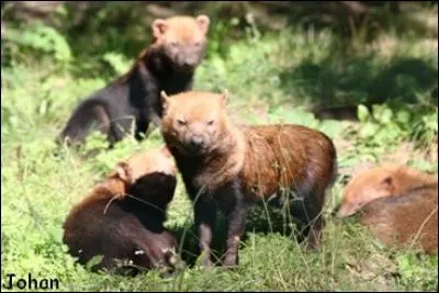 Franchement, je le trouve vraiment petit et vraiment mignon ! Quel est ce canidé ?