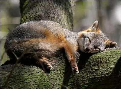Avec le chien viverrin, il est le seul à savoir grimper aux arbres. Son terrier est souvent situé en hauteur.