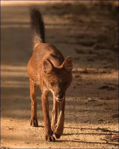 Ce canidé vivant en Asie est souvent appelé "chien rouge".