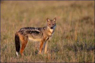 Ce canidé, originaire d'Afrique, est lui aussi monogame.