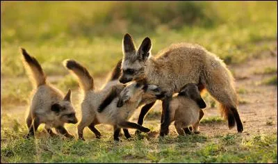 Ce canin a de belles oreilles. On dirait des oreilles de chauve-souris. Dans son nom on retrouve cette notion, mais je vous demande de trouver son autre nom.