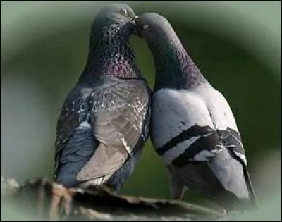 Quelle est l'espérance de vie des pigeons ? (en général)