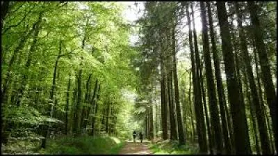 Située entre le Ménez-Hom et les monts d'Arrée, la forêt du Cranou possède de belles futaies de chênes et de hêtres, qui furent appréciées pour les constructions navales des environs. Où est cette forêt ?