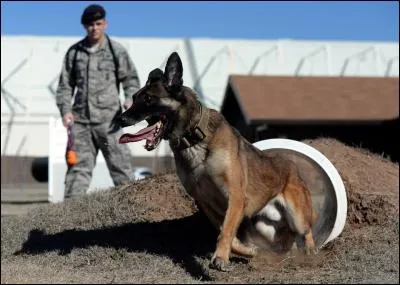 Le Malinois est surtout utilisé comme...
