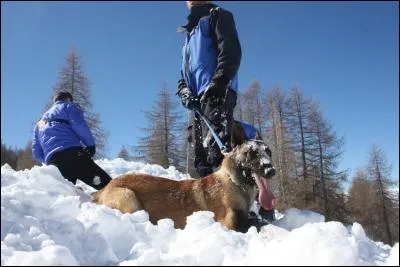 En quelle année le nom "berger malinois" apparaît-il pour la première fois ?