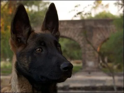 Quelle est la couleur de son poil ?