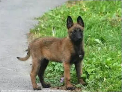 Pour quelles disciplines le berger malinois est-il très prisé ?