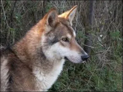 Quelle est cette race de chien ?