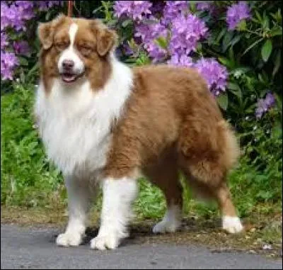 Quelle est cette race de chien ?