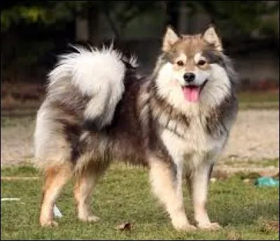 Quelle est cette race de chien ?