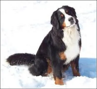 Quelle est cette race de chien ?