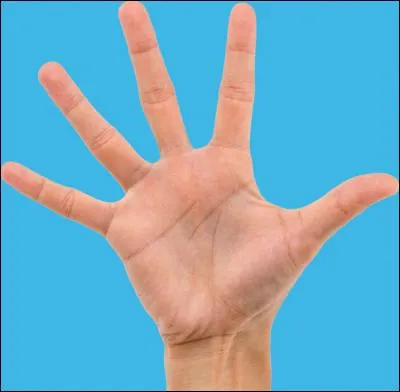 Combien le squelette d'une main d'un adulte comporte-t-il d'os ?