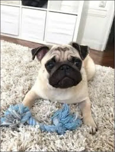 Comment s'appelle son chien ?