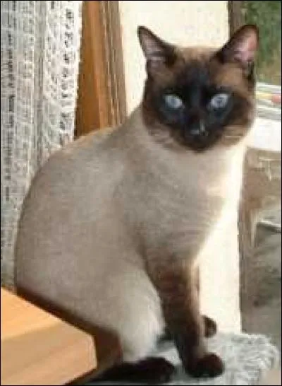 Quelle race de chat voyez-vous ?