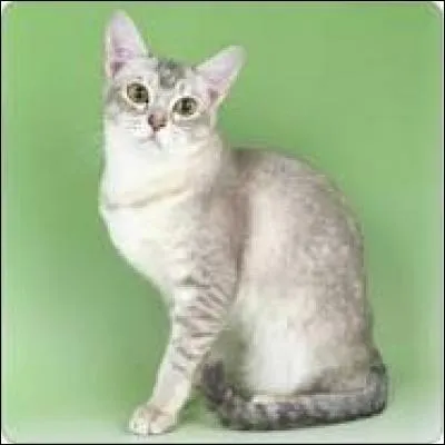 Quelle race de chat voyez-vous ?