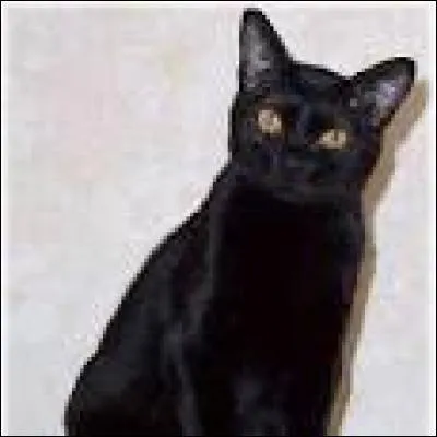 Quelle race de chat voyez-vous ?