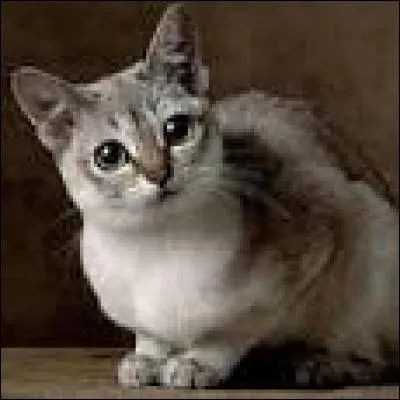 Quelle race de chat voyez-vous ?