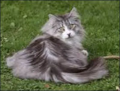 Quelle race de chat voyez-vous ?