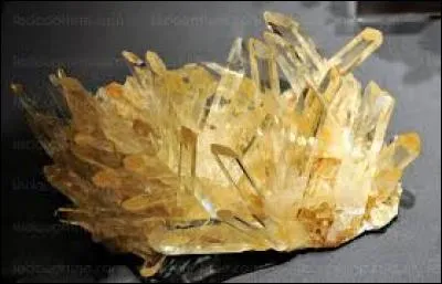 Petit félin d'Amérique du Sud, aussi appelé chat-tigre, ressemblant à l'ocelot :