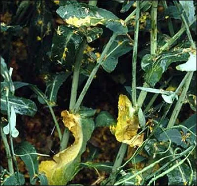 Quelle est cette maladie ?