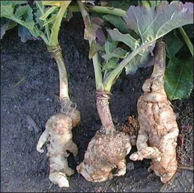 Quelle est cette maladie ?